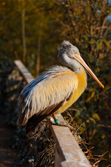 Captive pelican sitting on a fence and looking into the distance