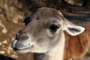 Obraz premium Humorous close-up.