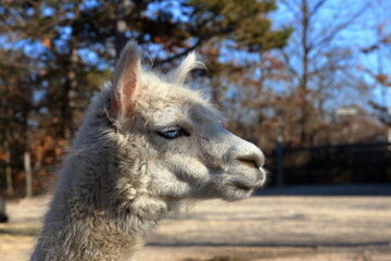 Obraz premium Humorous close-up.