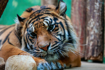 Tiger with a sad look lying on its paws in the zoo park