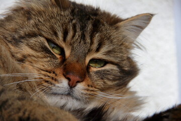 Naklejka premium Domestic cat.