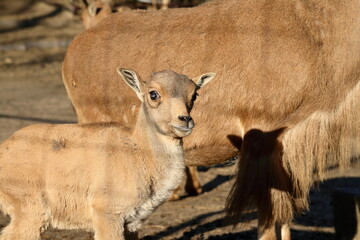 Curious baby goat.