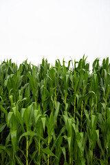 A field of corn is shown in full bloom