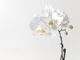 Bright white orchid blooms against a clean white backdrop, petals, delicate