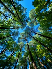 Fototapeta premium Heart shaped hole in forest canopy revealing blue sky above, open sky