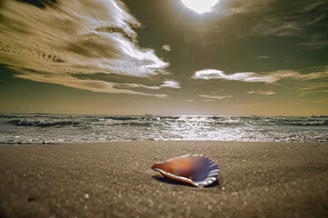 una concha en la playa