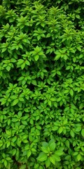 lush green bushes in dense foliage creating a vibrant natural background, landscape, flora
