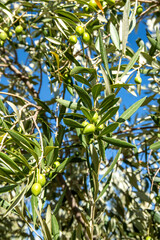 Close-up of olive branch with small green olives and vibrant leaves