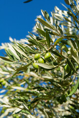 Close-up of olive branch with small green olives and sunlight