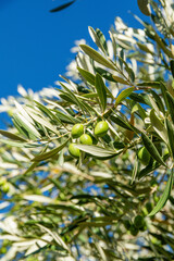 Naklejka premium Close-up of olive branch with fresh green olives and narrow leaves