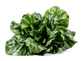 Collard greens with Chinese kale isolated green leaves having a similar pattern to the leaves of collards,  green leaf pattern,  botanical images.,  close up,  vegetable textures