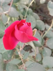 Love and Romance Rosebud.proposal flower, Valentine's day rosebud.blooming of love rose flower 