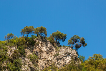 Alberi e roccia