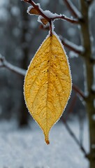 Frozen yellow leaf.