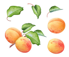 Collection of watercolor apricot fruits and leaves on a branch isolated on white background. Beautiful botanical hand drawn illustrations for fruit desidn.