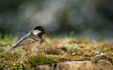 Bird (Coal tit) resting on the ground with a blurred bokeh background. Close-up detail photo