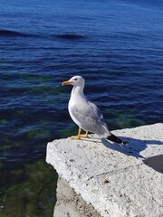 seagull on a rock