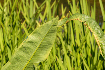 Libellula su foglia