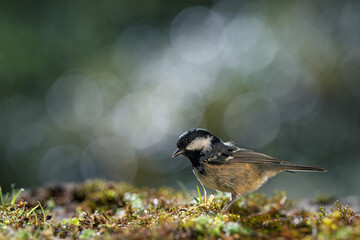 Bird (Coal tit) resting on the ground with a blurred bokeh background. Close-up detail photo