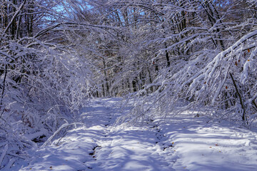 White winter forest, the frost-covered