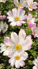 Fototapeta premium Close up of delicate white and pink cosmos petals against green foliage, flora, outdoor