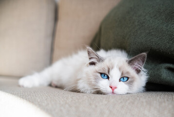 cat on the couch