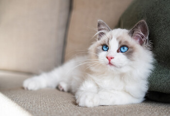 ragdoll cat