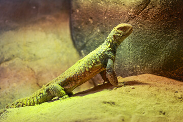 yellow-green smiling lizard in a terrarium in a rigid posture