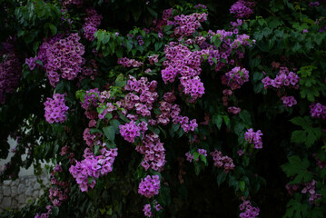 Fototapeta premium purple flowers in the garden
