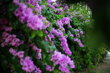 Obraz premium purple and green flowers in garden