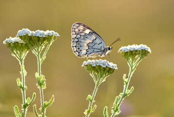 flowers and butterfly in natural life