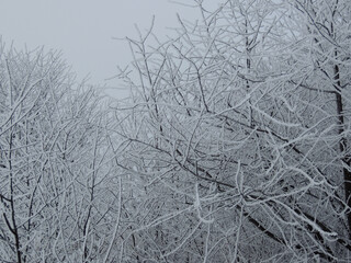 Snow 
