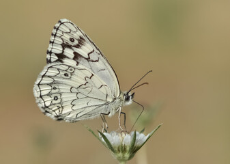 flowers and butterfly in natural life