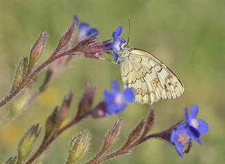 flowers and butterfly in natural life