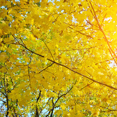 Sunny autumn day with beautiful yellow fall foliage.