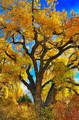 Yellow foliage and sprawling branches of a cottonwood tree in the fall