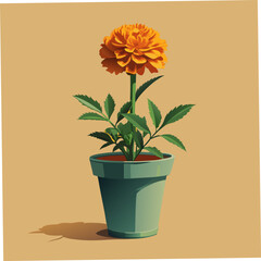 Marigold flower plant in a decorative tub, perfect for vibrant floral designs, gardening themes, or seasonal projects.