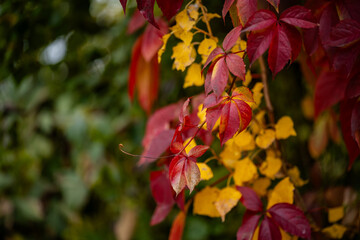 autumn landscape, multicolored, colored leaves, red, yellow, gold, green, green grass, trees, wild grapes.