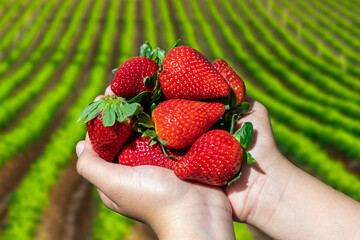 The farmer's strawberries handful on a crop with furrows. Organic farming in Huelva, Andalusia,...