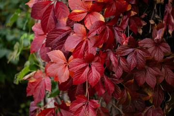 autumn landscape, multicolored, colored leaves, red, yellow, gold, green, green grass, trees, wild grapes.