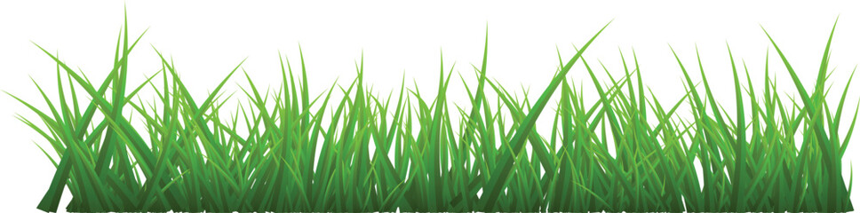 Green Grass Borders Set Isolated on White Background, Vector Illustration, flat style. green leaf. Grass illustration isolated on white background