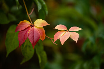 autumn landscape, multicolored, colored leaves, red, yellow, gold, green, green grass, trees, wild grapes.