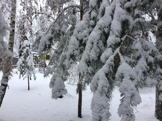 Snowy trees form a tranquil winter scene