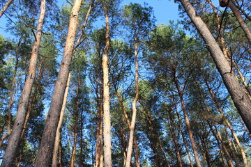 pine trees on a summer day, old pine trees
