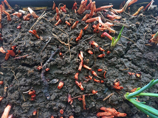 onion seedlings in a box with soil