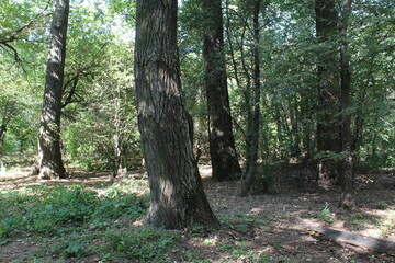 picturesque summer forest, summer in the forest