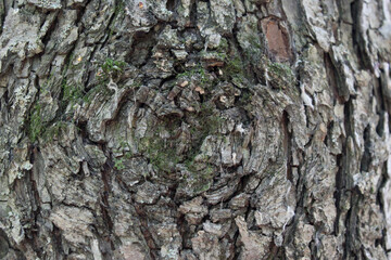tree, texture, bark, eye on the tree, textured background,