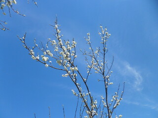 Blooming branches of a young apricot against a blue sky