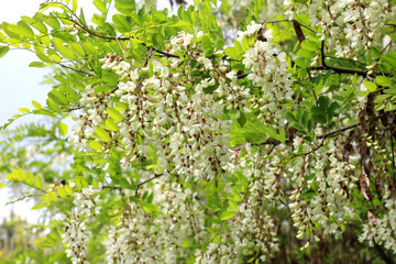 White acacia (Robinia pseudoacacia) blooms in nature