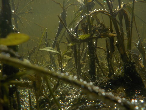 leaves in the water